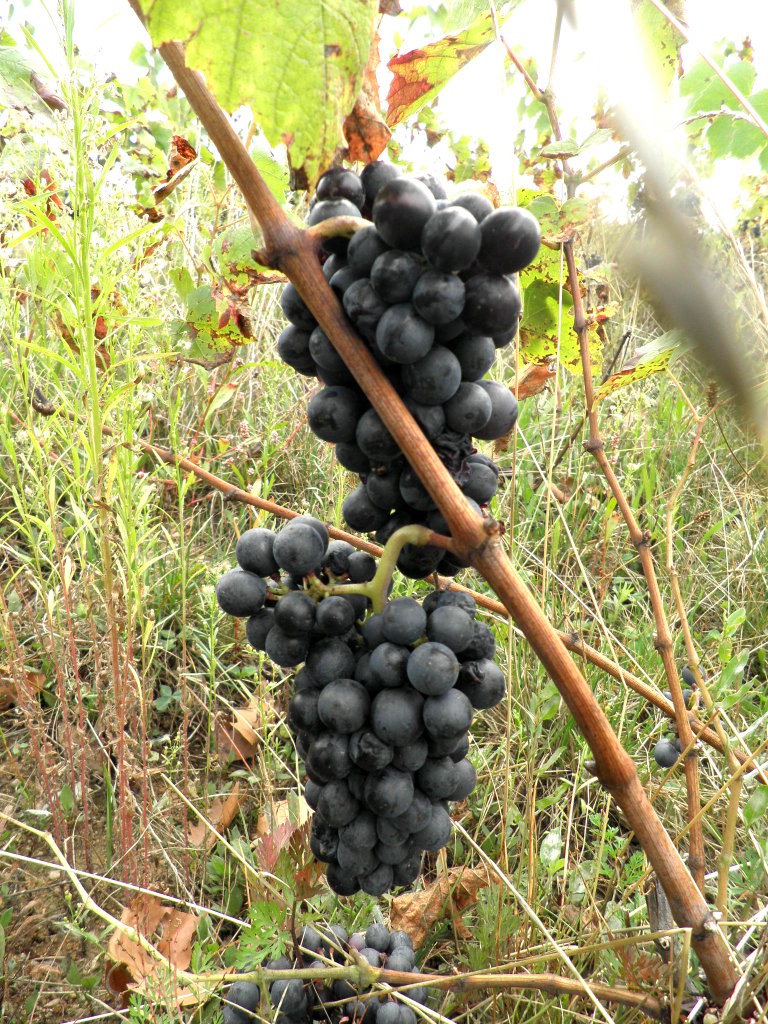 Raisins gamay