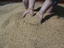 Harvesting our wheat 