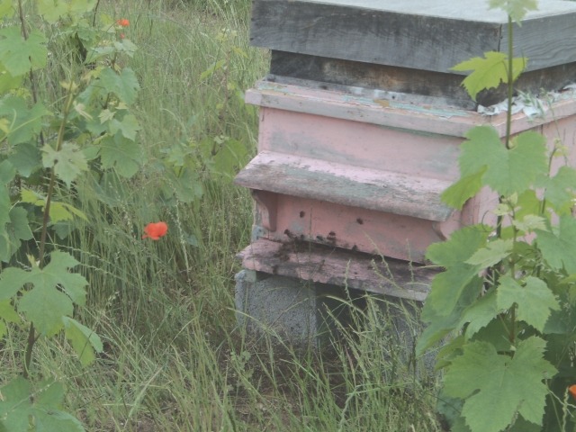 Expériences 2007 des ruches dans les vignes